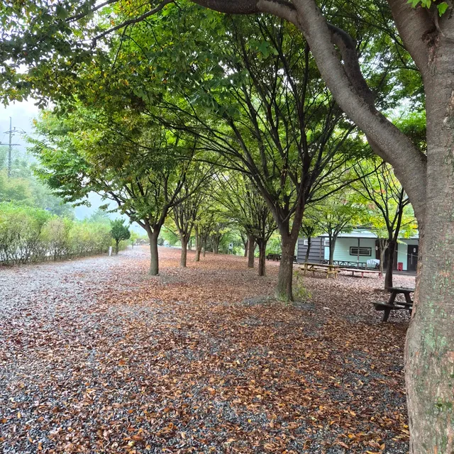 자몽