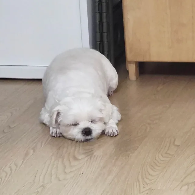 모모미미딸기맘