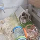 가나디