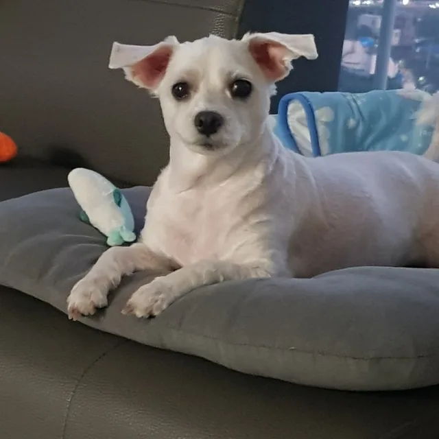 초록