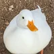 DOWNDUCK