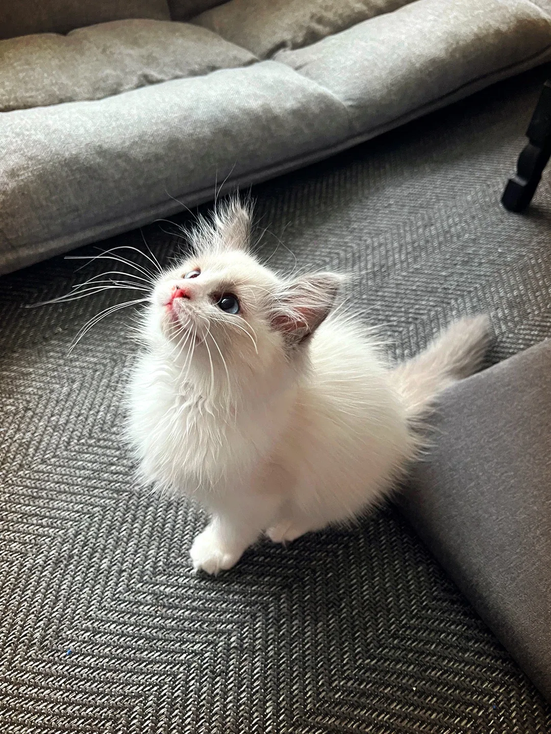 티오