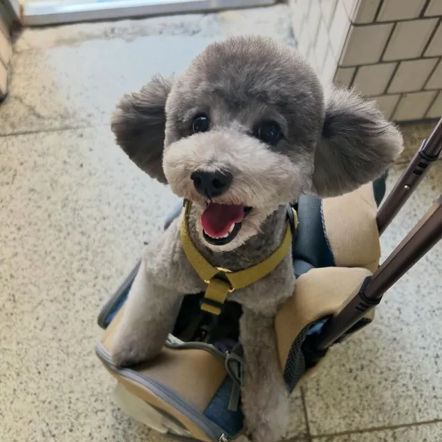 당근거지사절