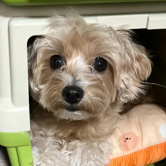 김민희