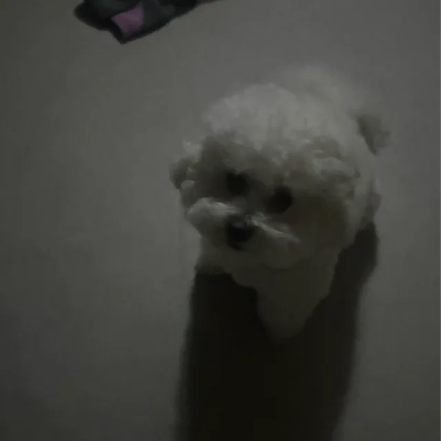 쑤배쑤배