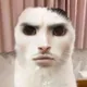 미야옹