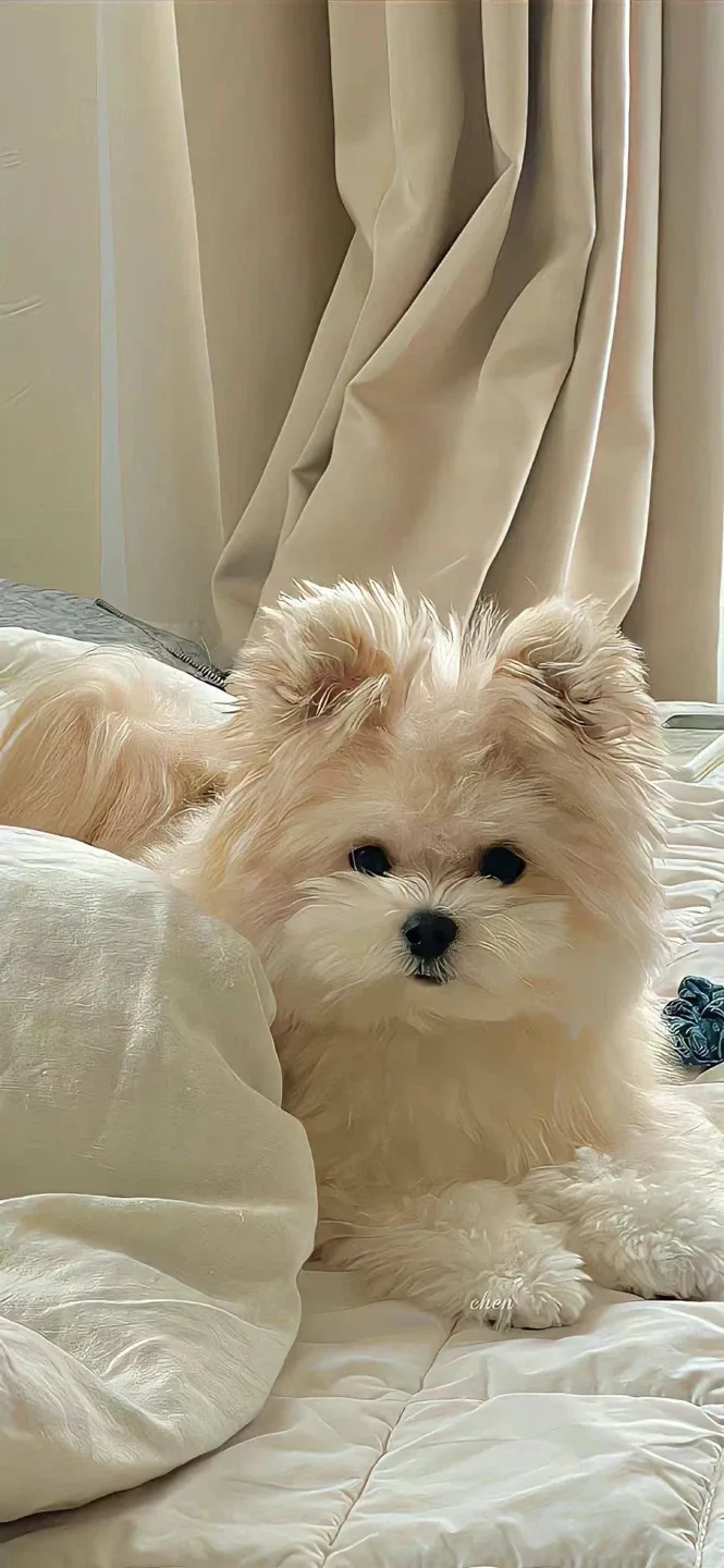 아이셔