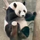 디노