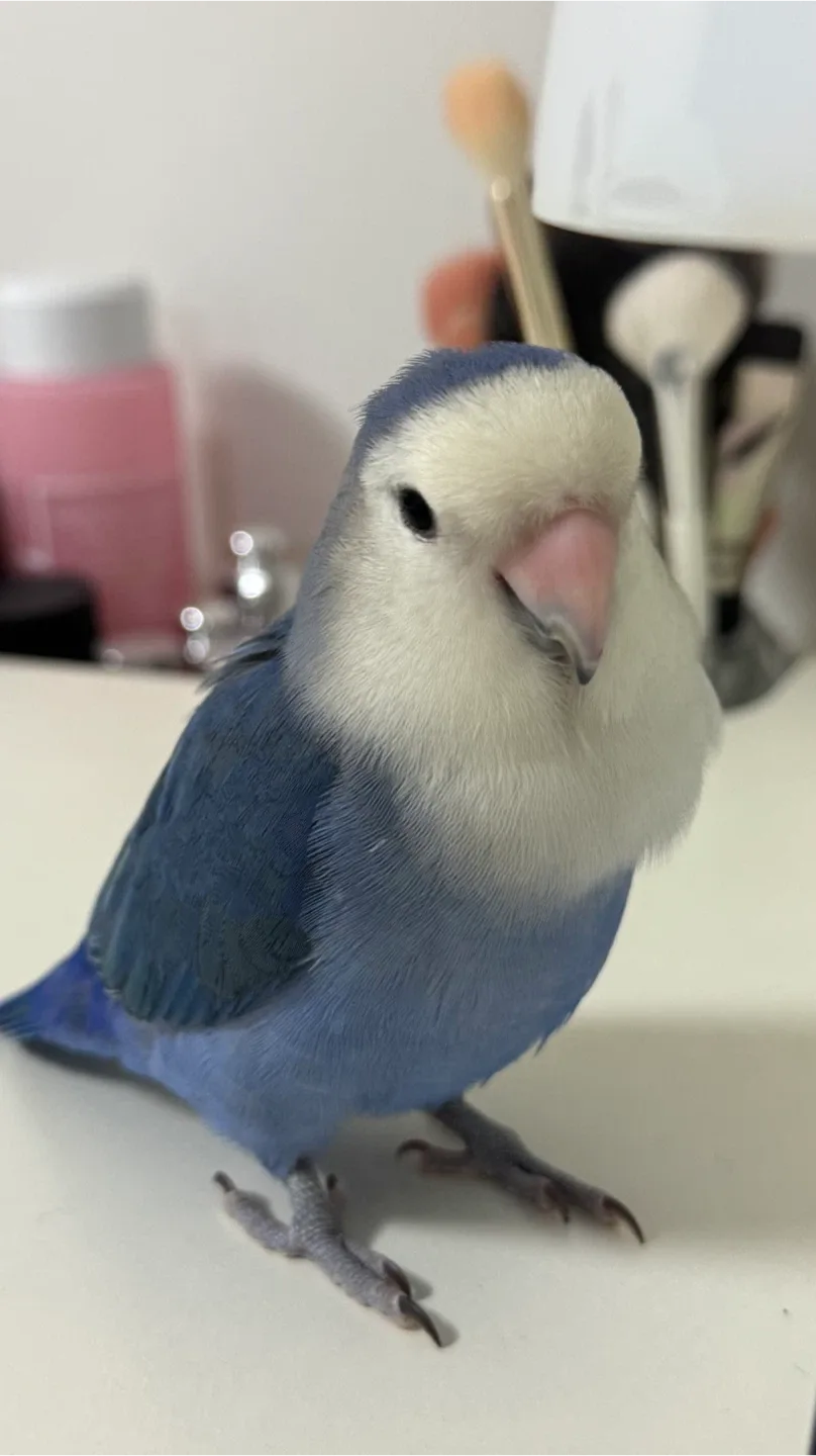 profile
