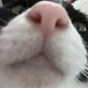 오이데오이데