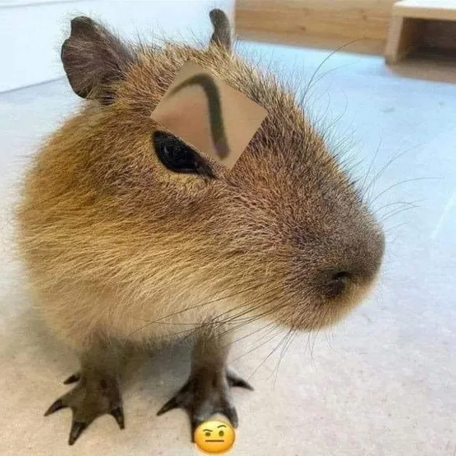 cappypara