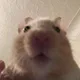 헴헴