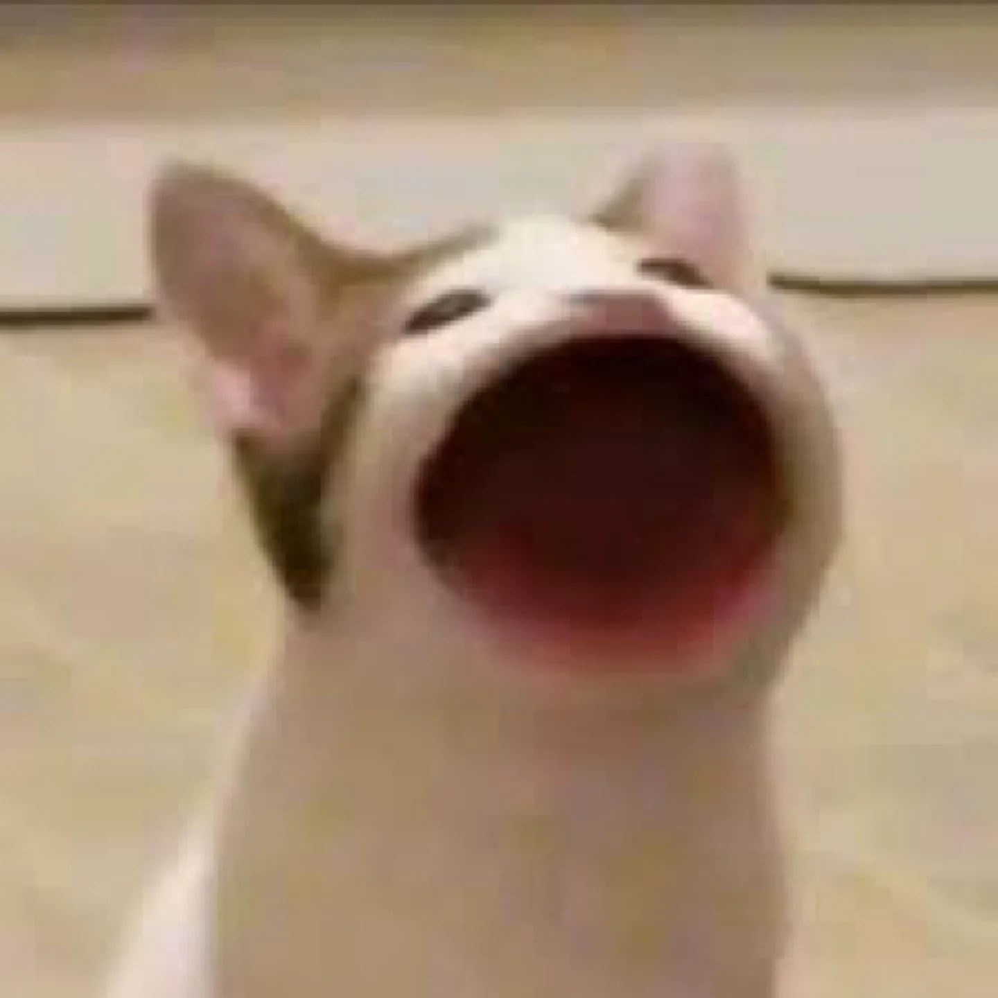 당근당근당근냐옹