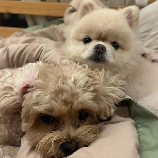 루삥뽕
