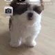 탄이네