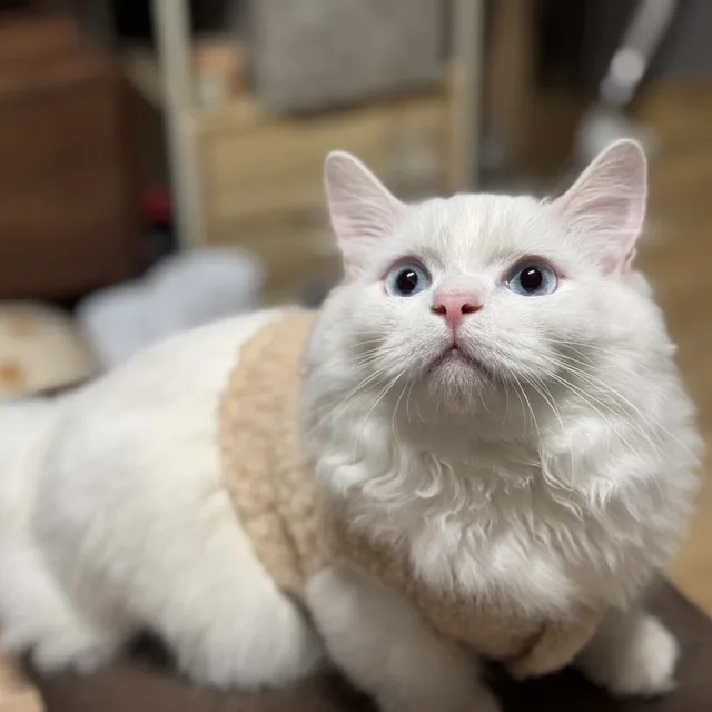 쿠니씨