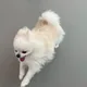 고기만두