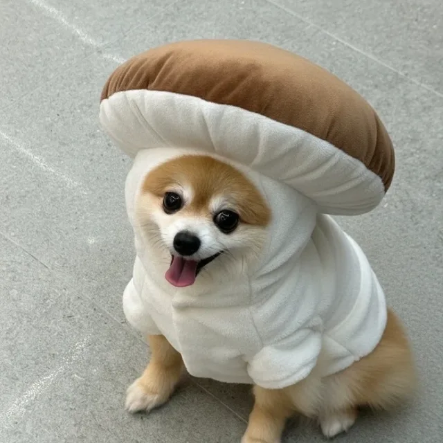 몽땅연필