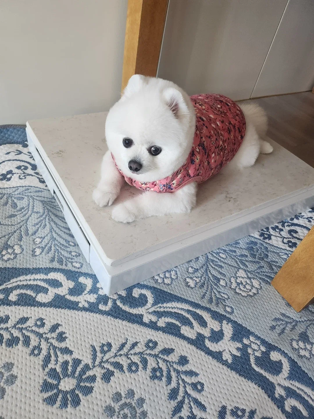 뭉치