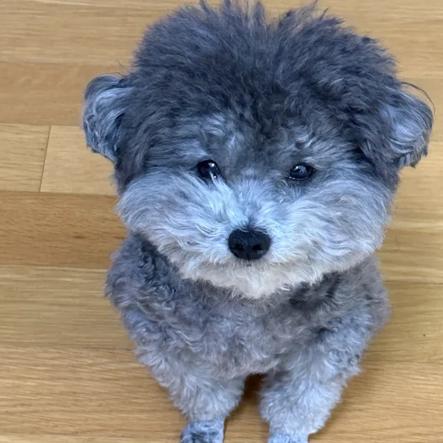 멍멍심쿵