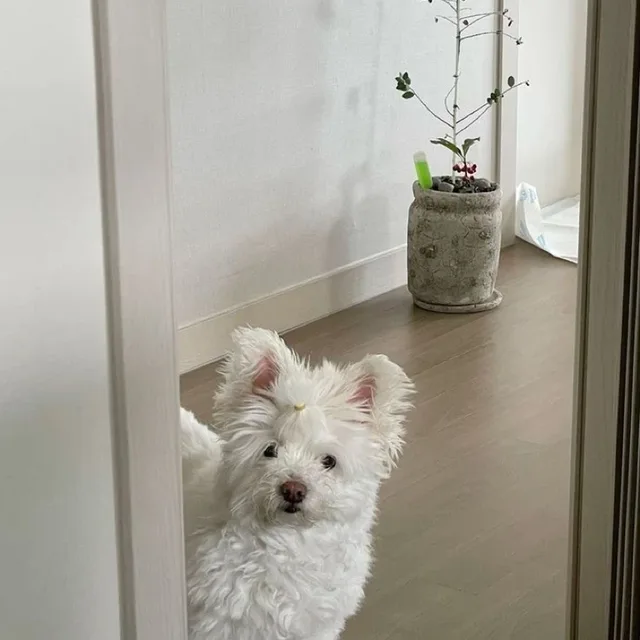 은짜모