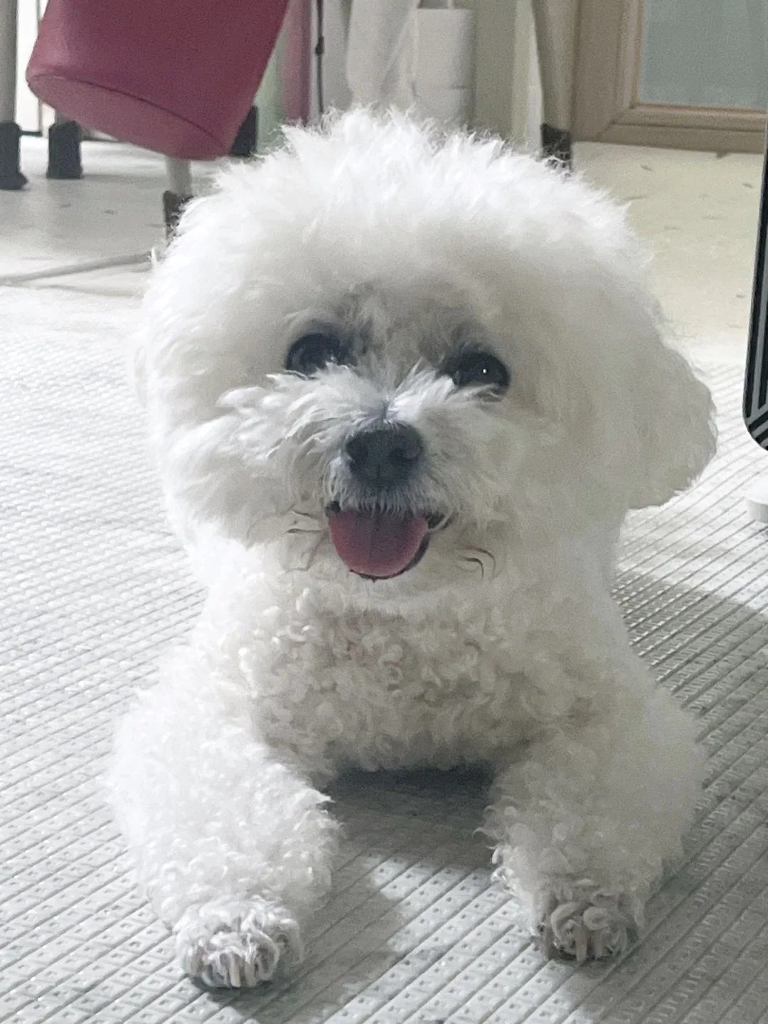 쁘숑