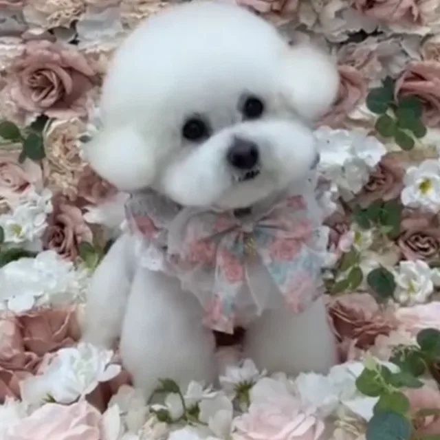 젤젤