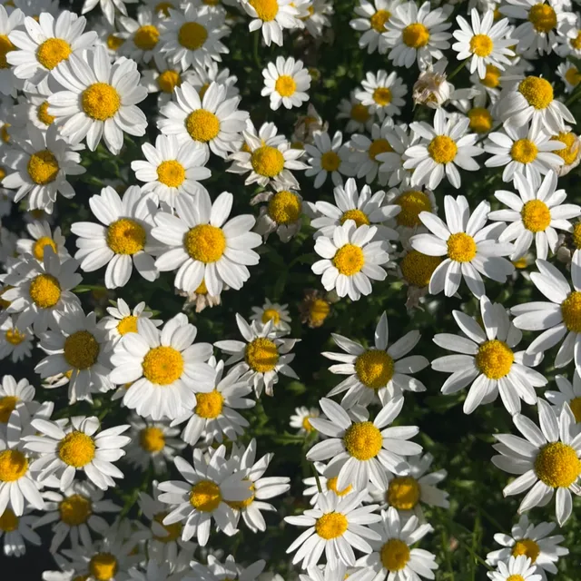 심연