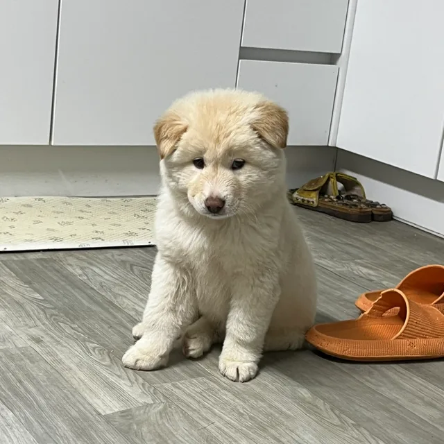 날다람쥐