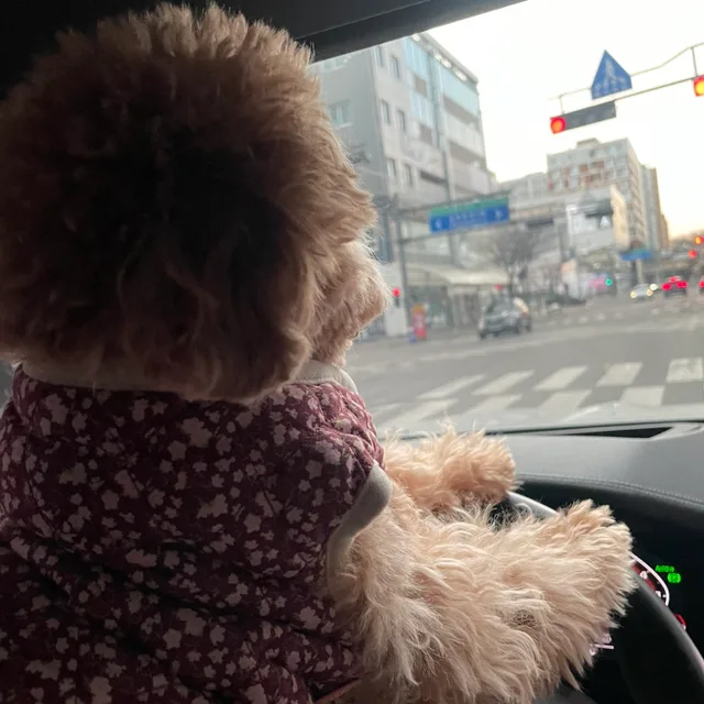 호야