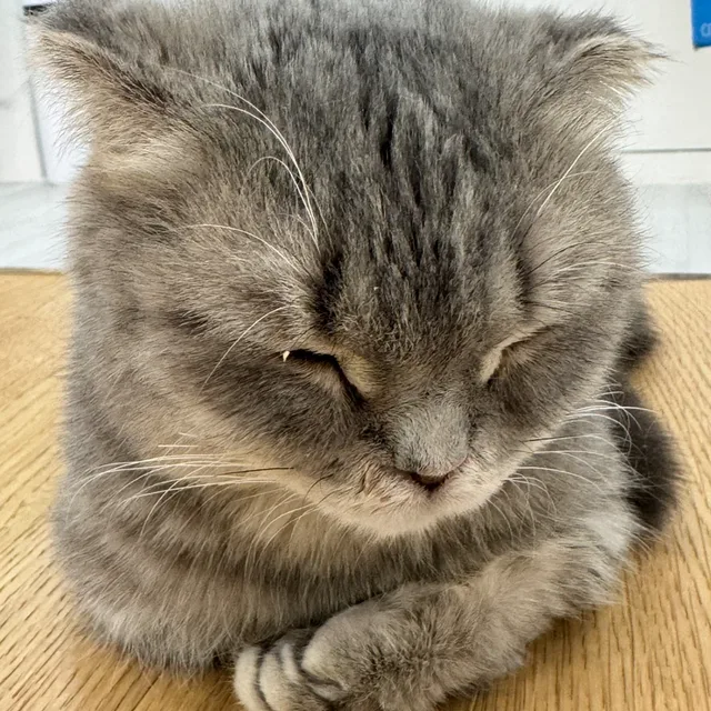 빅터