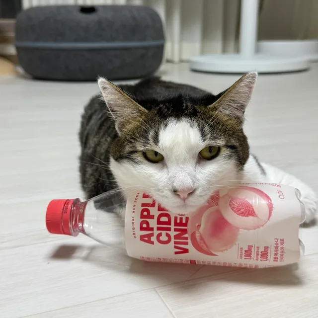 자이온