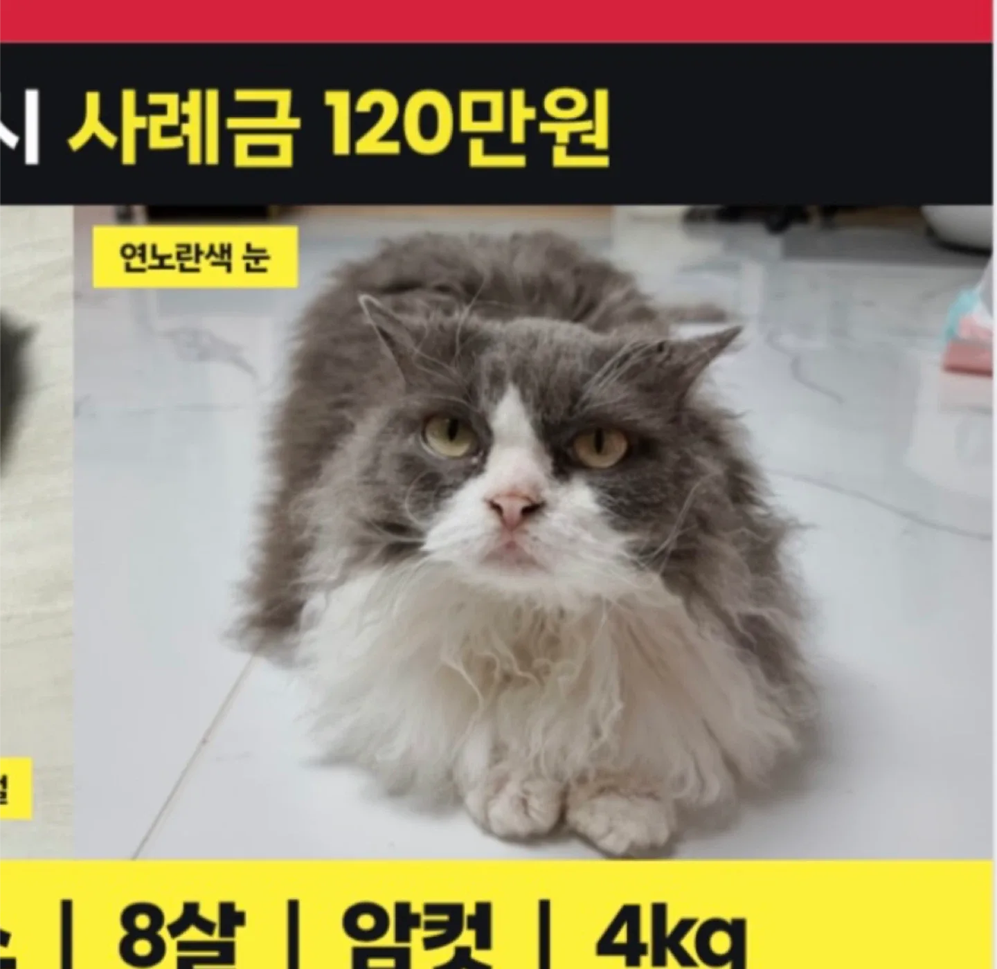 릴리찾아요