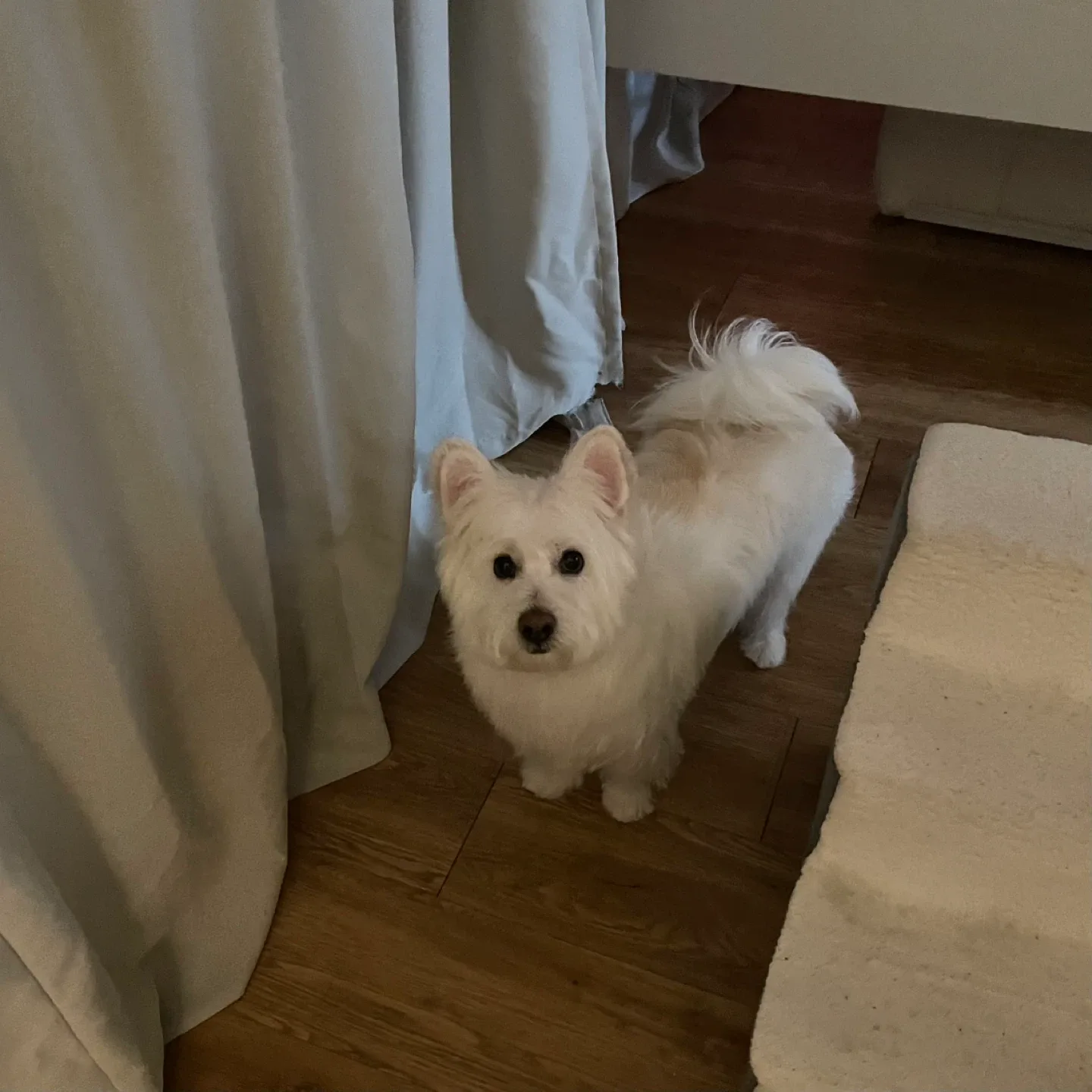 뇽냥
