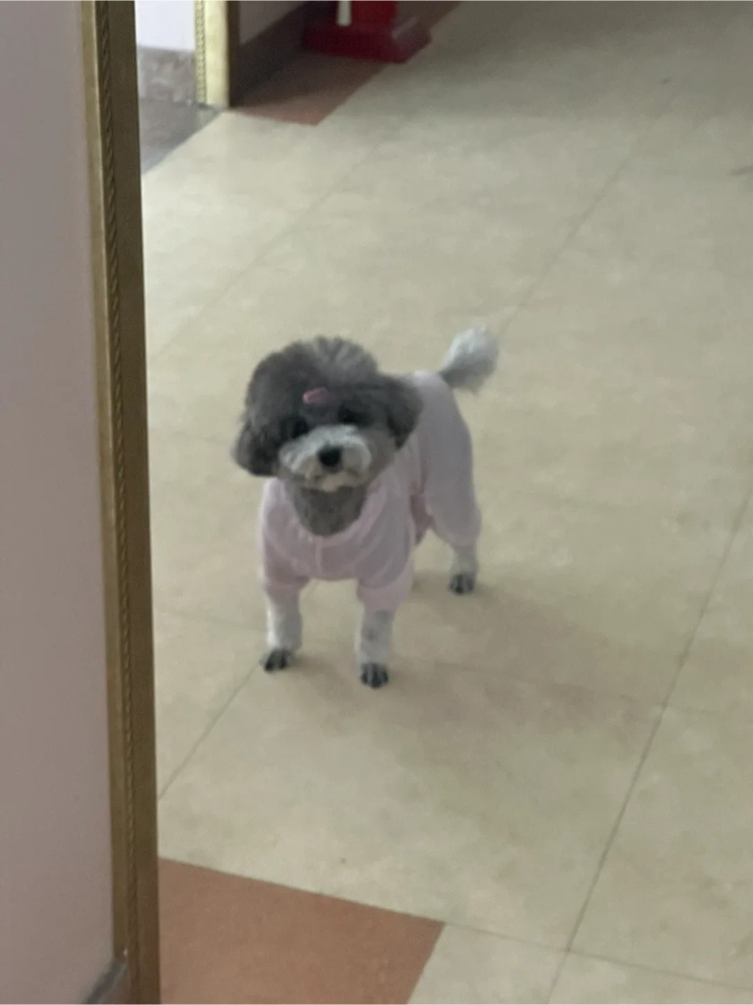 알고라