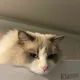 강후추