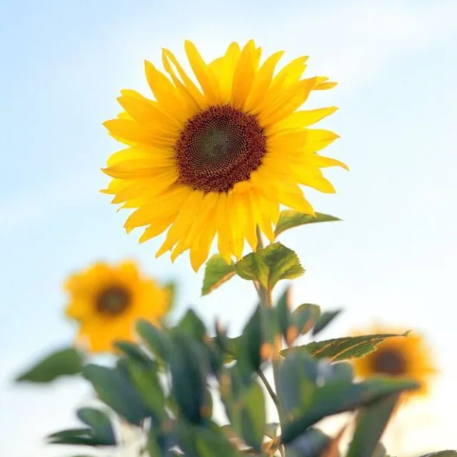 오목대장