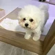 하모