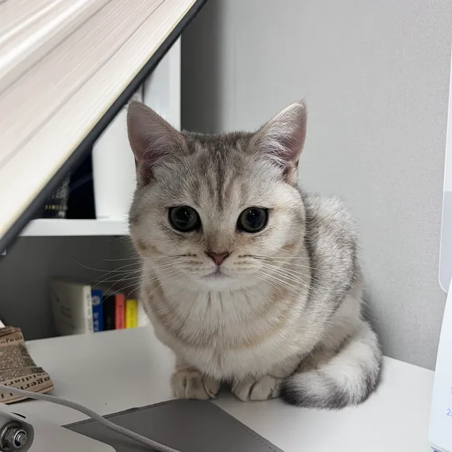 미옹