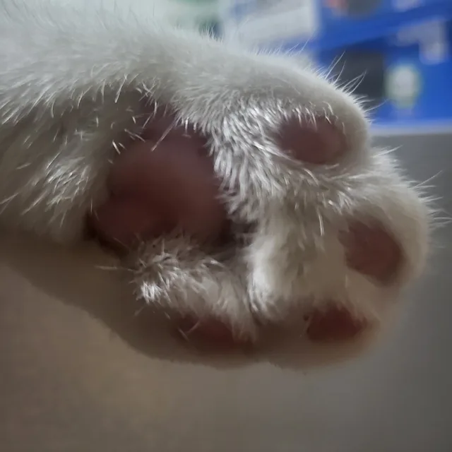 라이라이