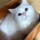 띠용가리