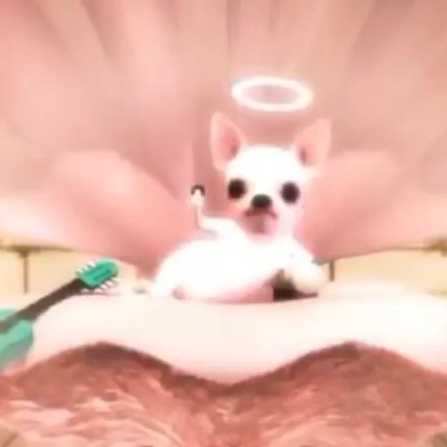 치와와
