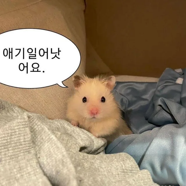햄톨