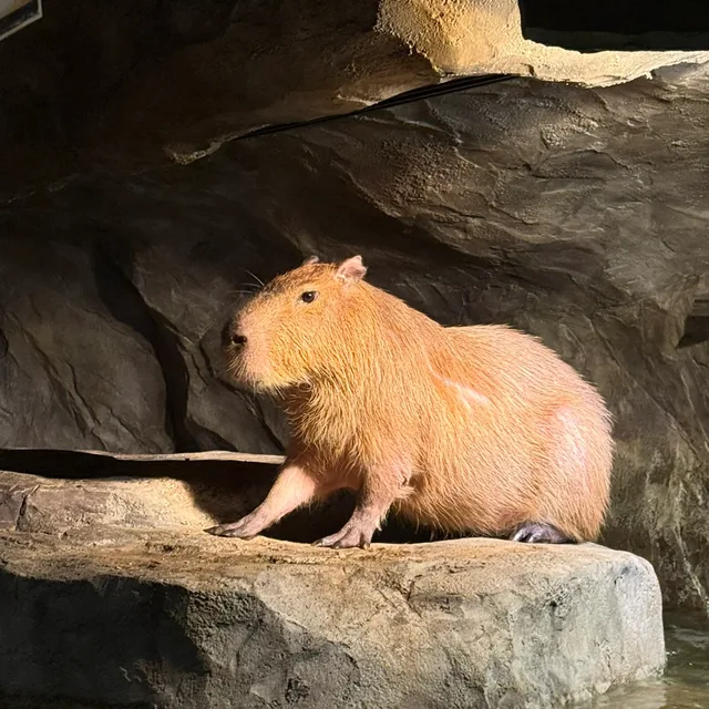 김에라