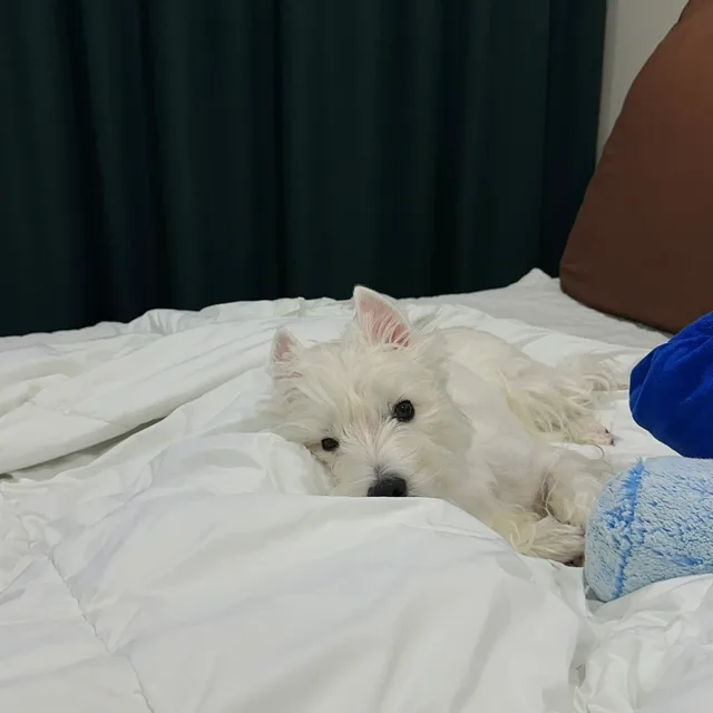 숨이아빠