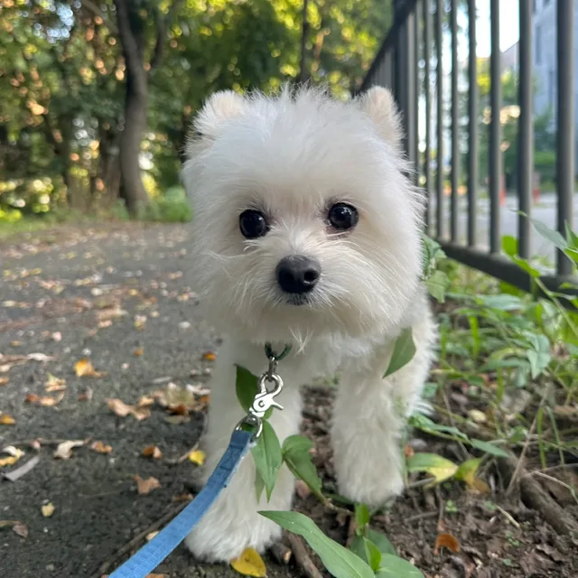 제니