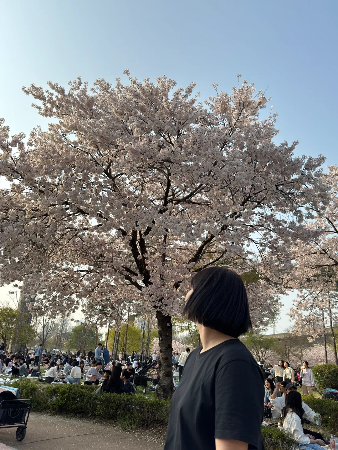 봄이오나봄