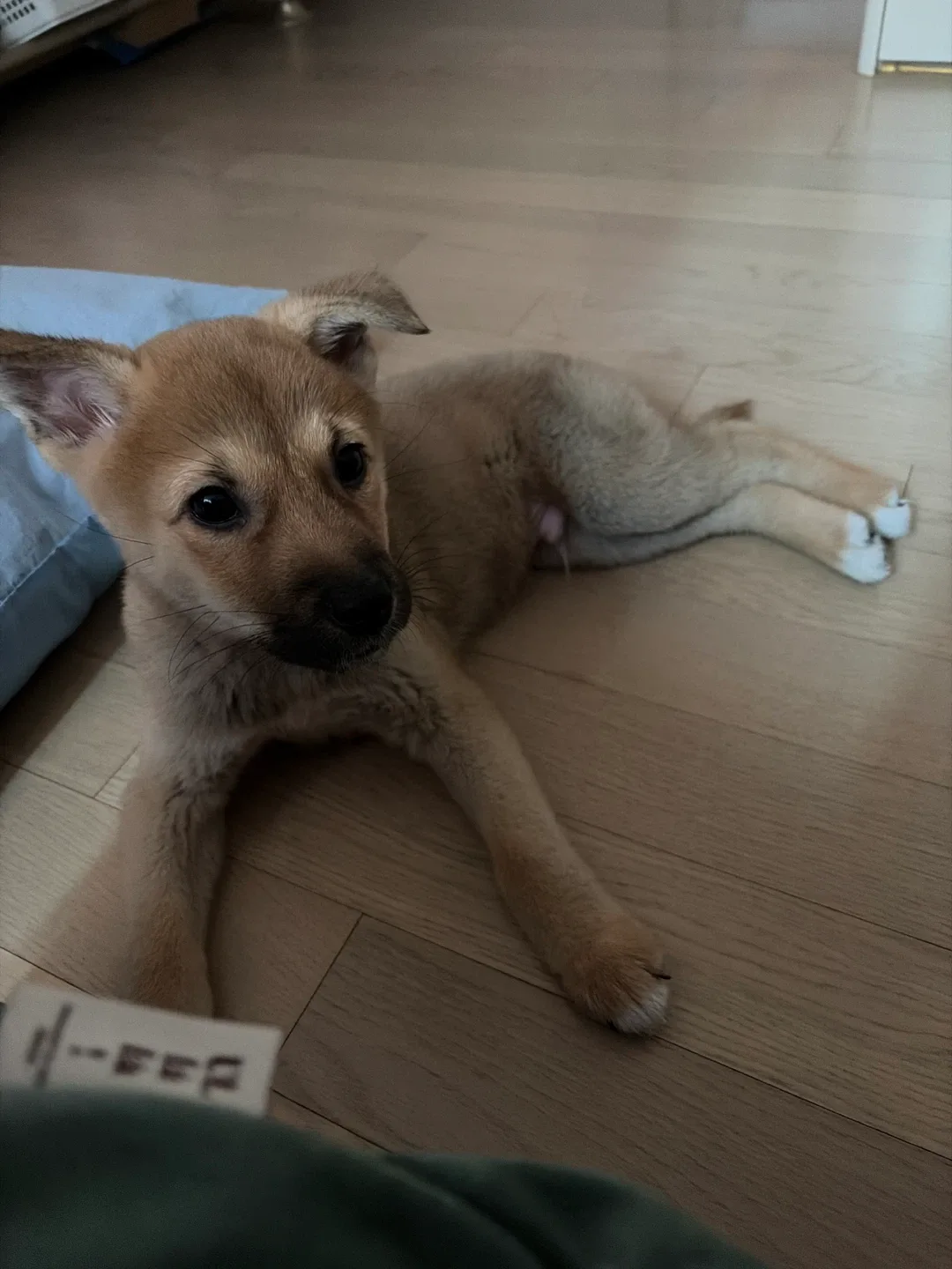 레장
