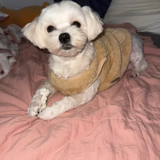 설탕