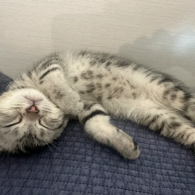당근애용